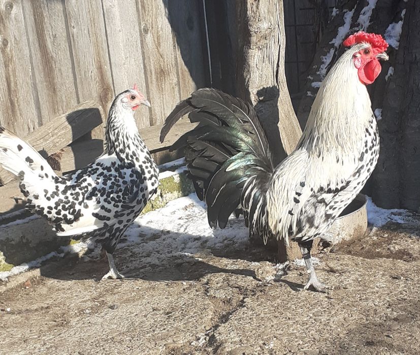 2perechi gaini tinere