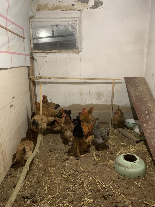 Куры ,ТАУЫҚ Полу Брамы