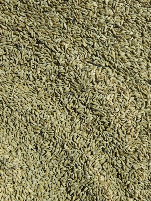 Арпа. Ячмень. Сатылады.