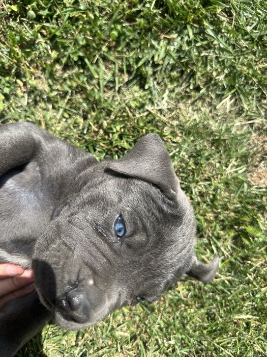 Catelusa Cane Corso