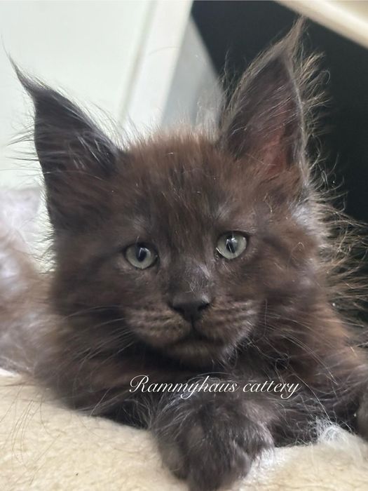 Felisa autorizata WCF, vinde pisoi cu pedigree, rasa Maine coon