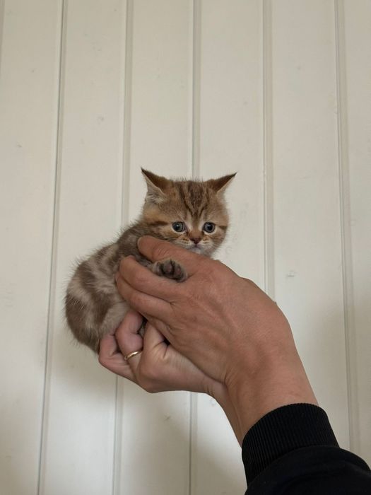 Продам котят, очень милые!