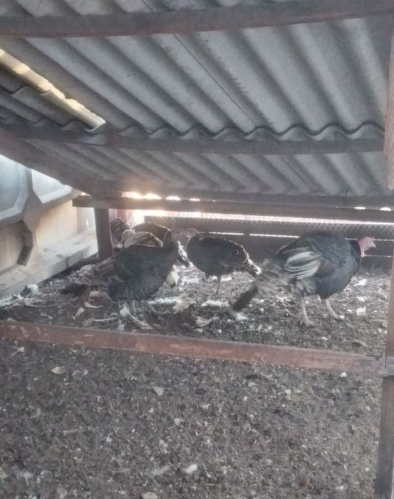 Продам инкубатор яйца