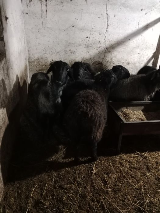 Продаю баран стоят на откорме