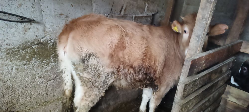 Продам хорошую тëлочку