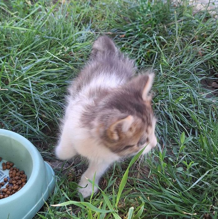 Adoptie pisici jucăuși si drăguți