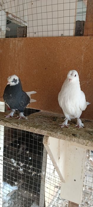 Продам   голубей