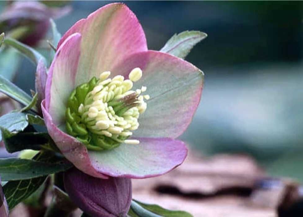 Spanzul sau Trandafirul Zapezii