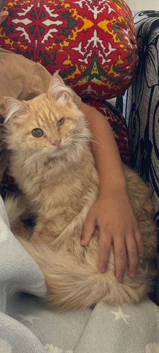 Пропал наш член семьи.