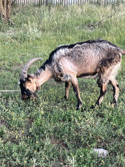 Альпийский козел . Обмен