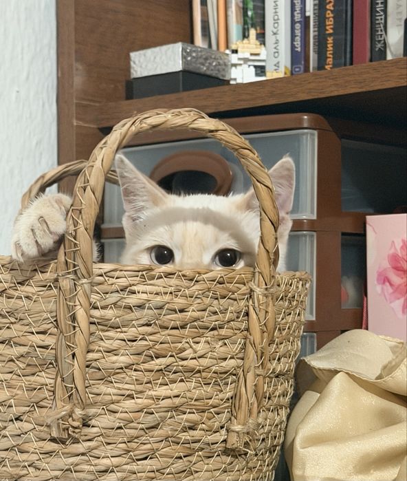 котенок в добрые руки