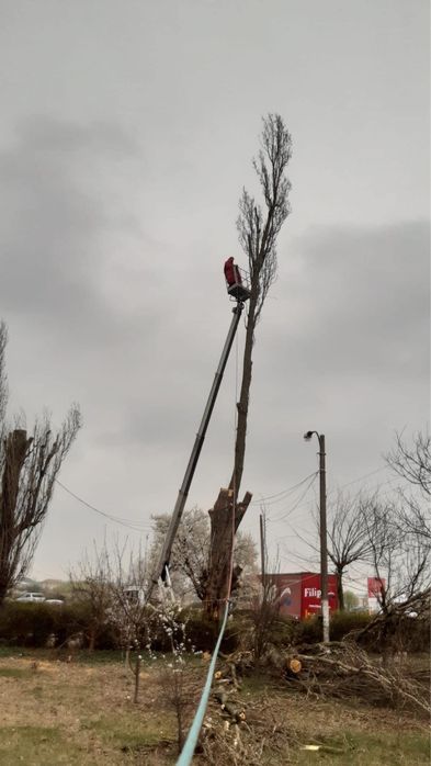 Arborist, Alpinist utilitar in arbori/copaci,taieri arbori/pomi/copaci