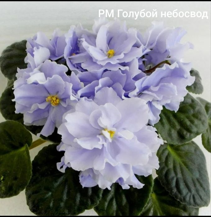 Детки сортовых фиалок