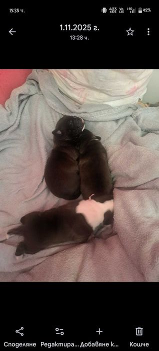 Домашни любимци  - Американски Стаф малки кученца паленца