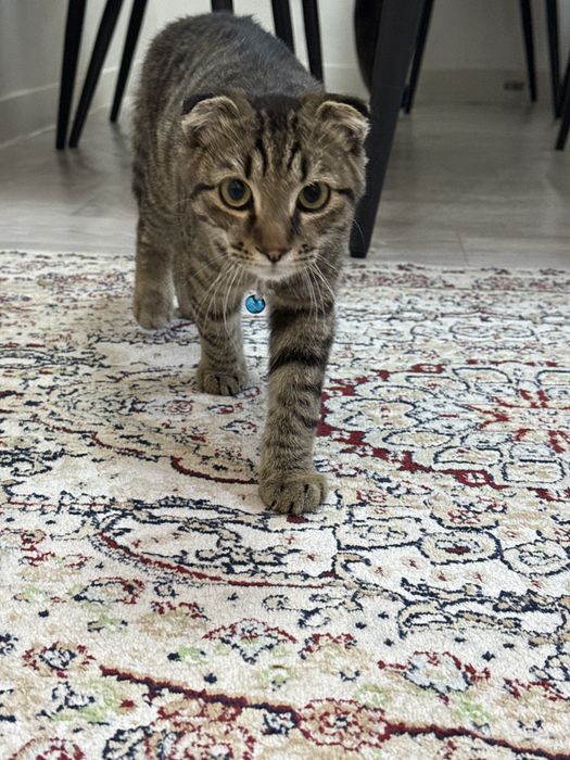 Кот по имени Миша