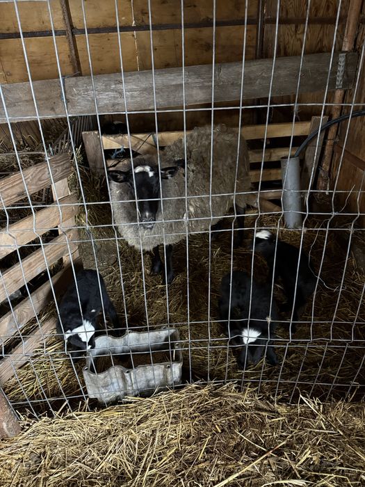 Oi Romanov de vanzare