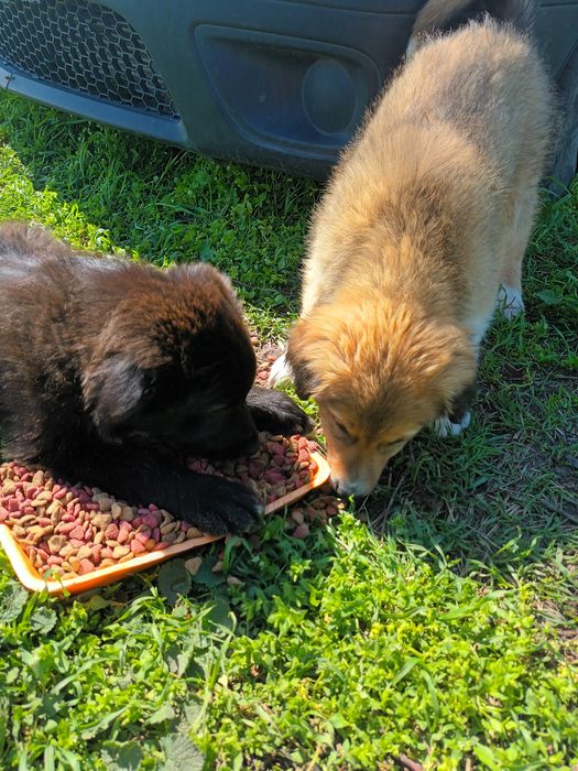 Donez căței talie medie