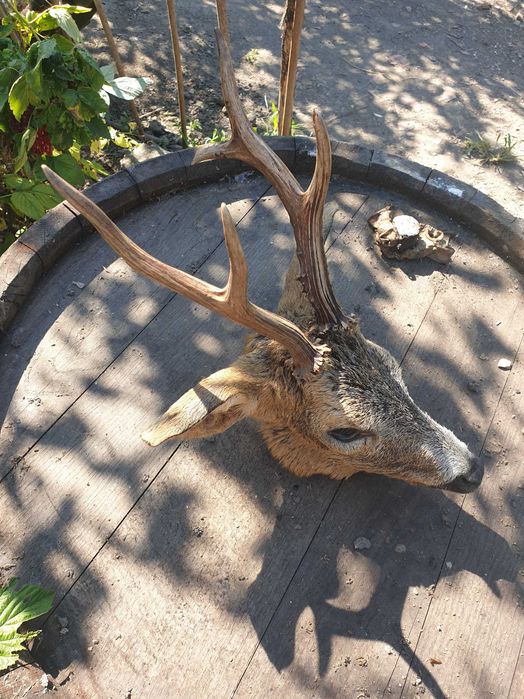 Vand trofeul cap de cerb