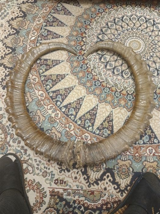 Рога горного барана, архар