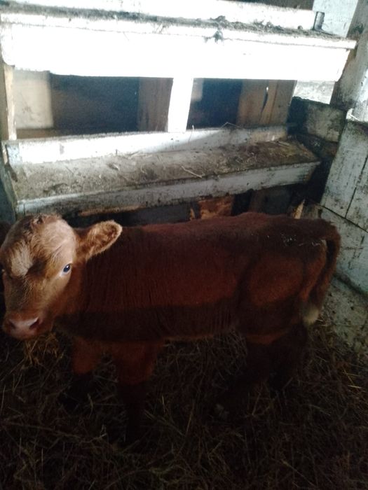 Продам 3 телочки