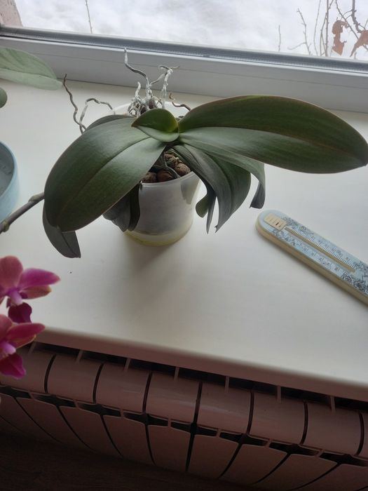 Орхидеи домашние