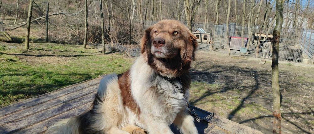 Rollo, pentru adoptie responsabila