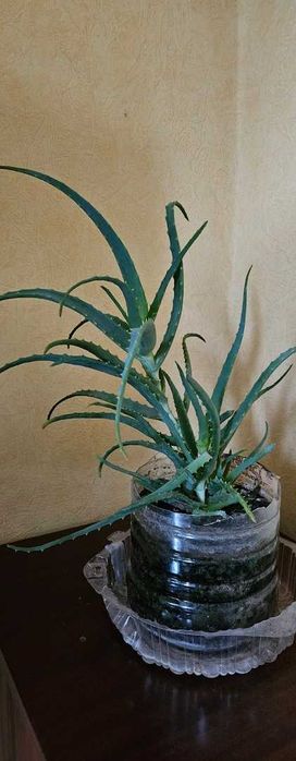 Комнатное растение Алоэ (лечебное)