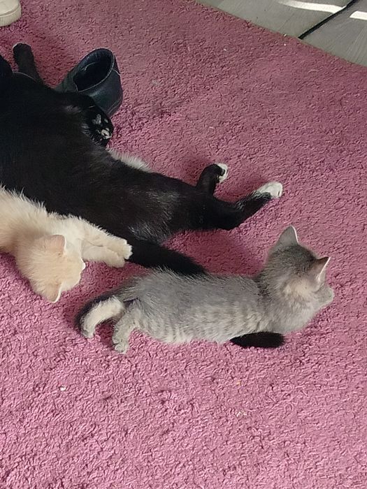 Котята в добрые руки