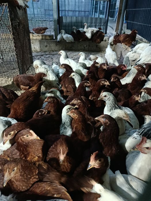 Продам курей молотки Доминант и Адлер
