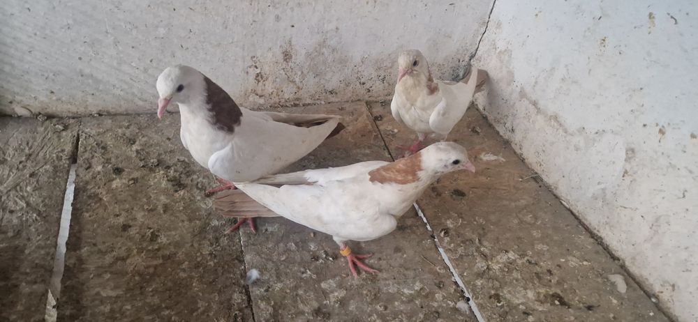 шеики молоды разные