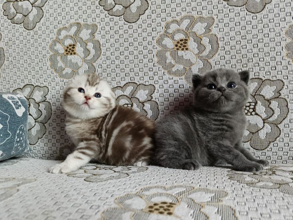 Вислоушки Нежные Плюшки.