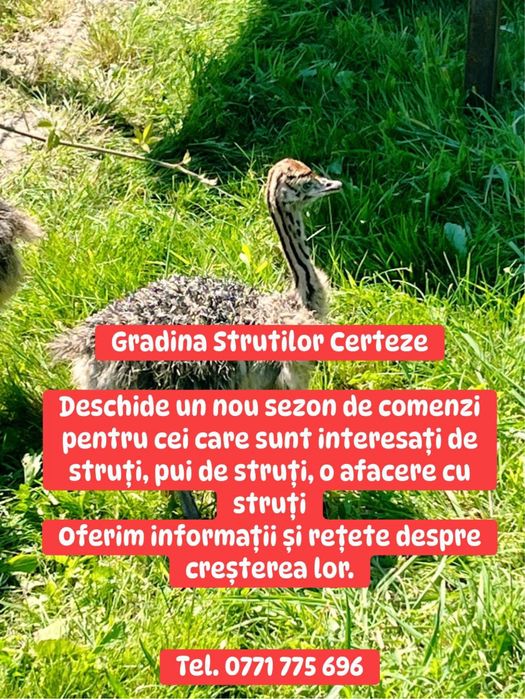 Pui de strut la diferite varste