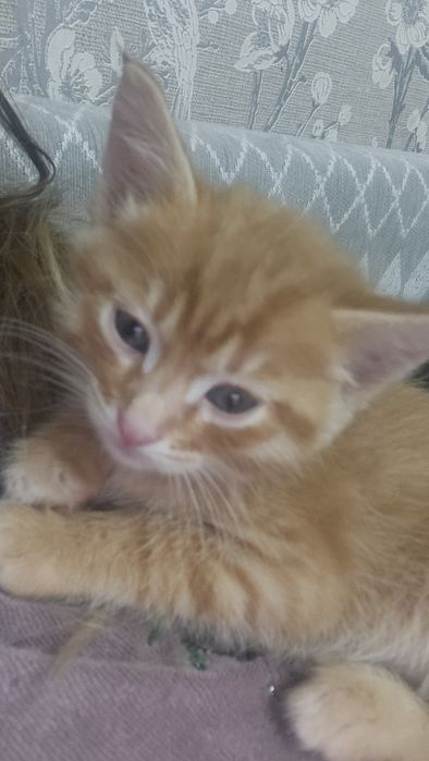 Отдам рыжих котят