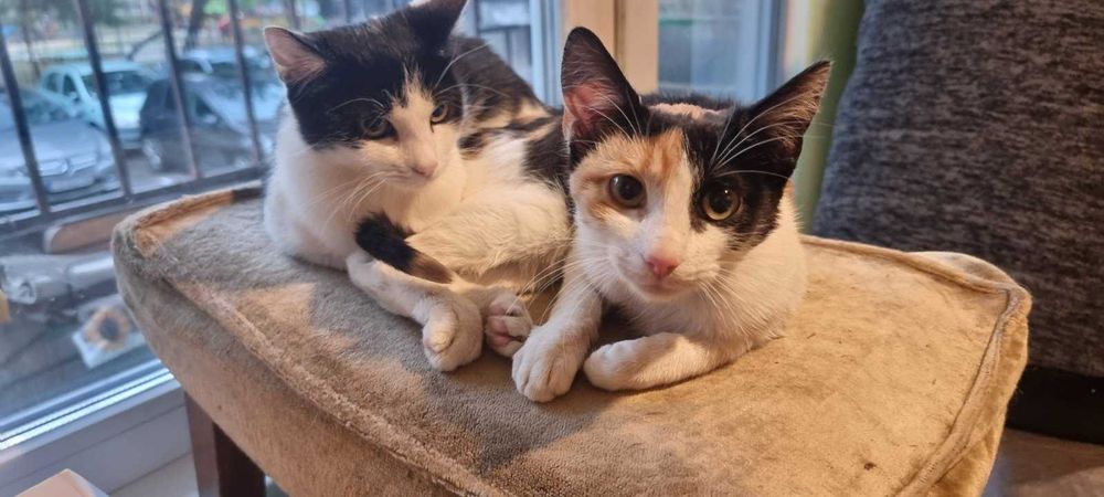 Котета на около 2 месеца в гр.София, Лозенец