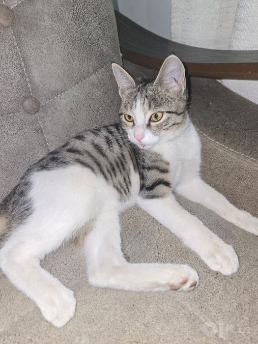Котёнок мальчик, 4 месяца