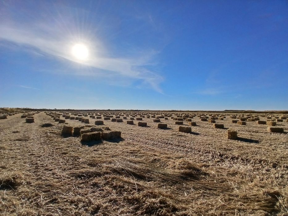 Сабан камыс жеткізуімен( доставка)