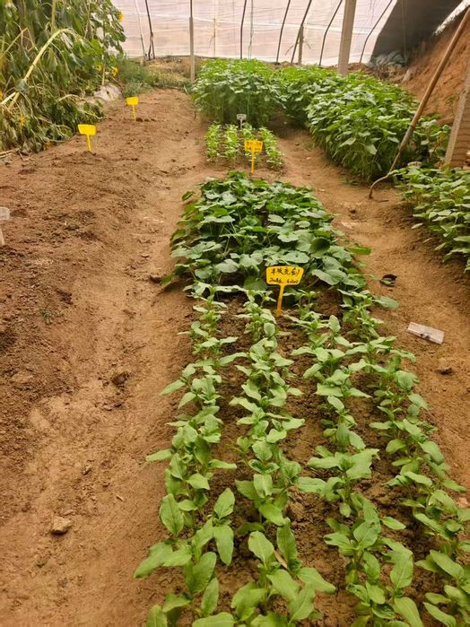 Семена подсолнечника