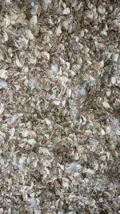 Chanoq bor kelishgan narxda