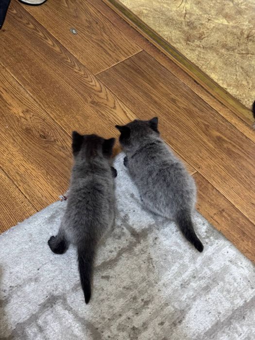 Котята просто очаровательные