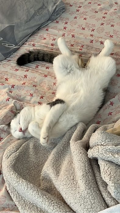 отдадим в хорошие руки