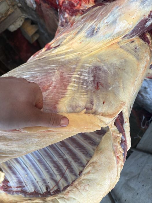 Байталдар сатылады