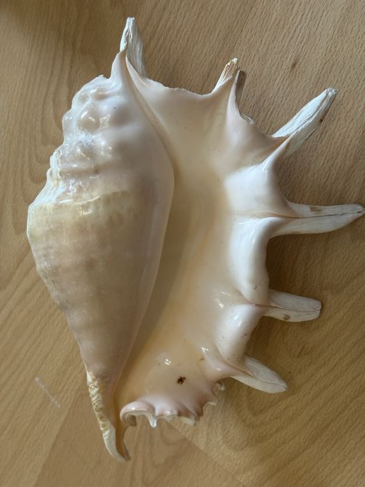 Ракушка для аквариума/ декорации для аквариума