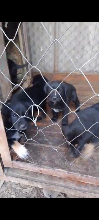 Отдам в хорошие руки