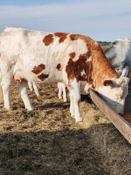 Disponibilă Junincă