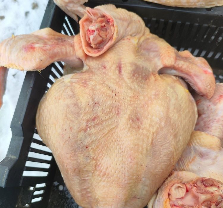 Бройлер мясо птицы