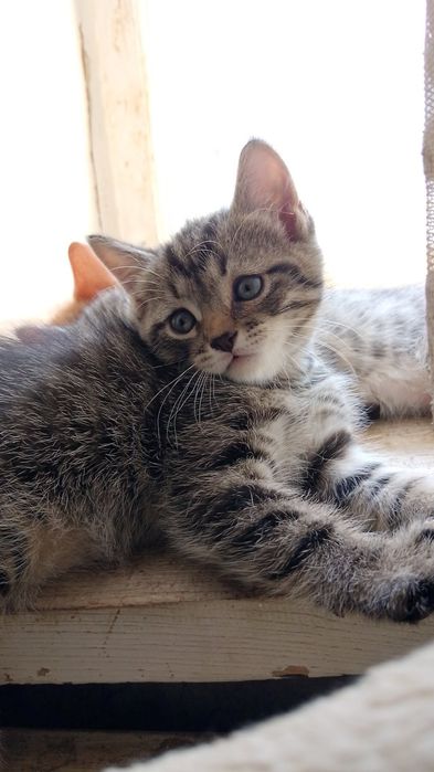 Отдам кота бесплатно