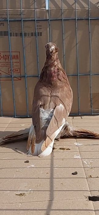 Голуби игровых кровей