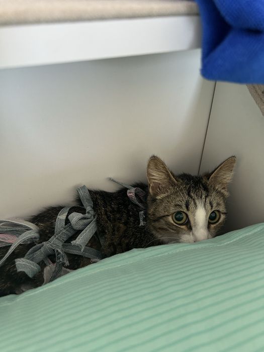 Кошка ищет домик