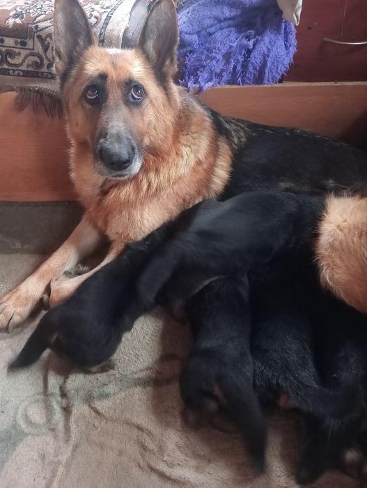 Немецкая овчарка