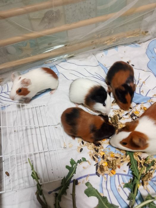 Продам морских свинок